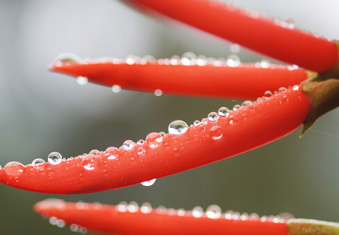 孕婦吃薏苡仁會落胎?孕婦飲食問題
