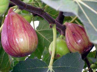 無花果的功效與作用-無花果的營(yíng)養(yǎng)價(jià)值