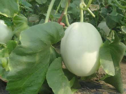 白蘭瓜怎么吃？吃白蘭瓜的食用禁忌