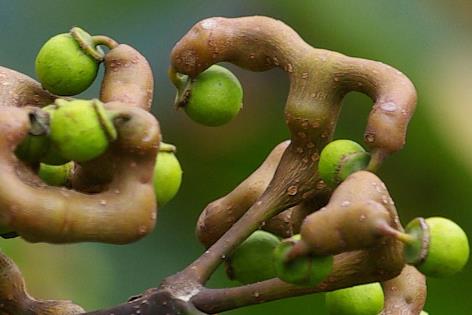 拐棗怎么吃?吃拐棗的注意事項