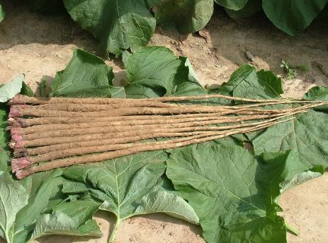 吃牛蒡好嗎?牛蒡的營養(yǎng)價值、功效與作用