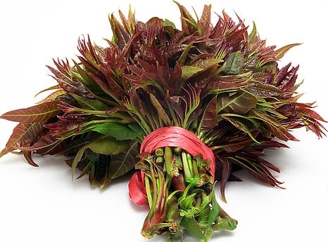 吃香椿好嗎?香椿的營養(yǎng)價(jià)值