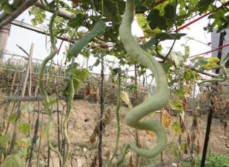 蛇瓜的營(yíng)養(yǎng)價(jià)值-蛇瓜的功效與作用