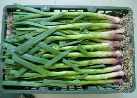 蒜苗怎么做好吃？蒜苗的營養價值、功效與作用