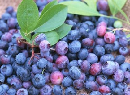 藍(lán)靛果的營養(yǎng)價(jià)值-藍(lán)靛果的功效與作用