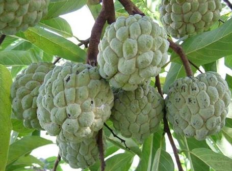 番荔枝的功效與作用、營(yíng)養(yǎng)價(jià)值及使用方法