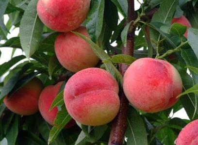 吃桃子有什么好處?桃子的功效與作用