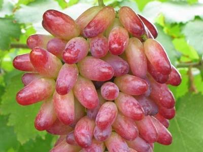 提子皮可以吃嗎?吃提子皮有什么好處?提子皮的功效與作用