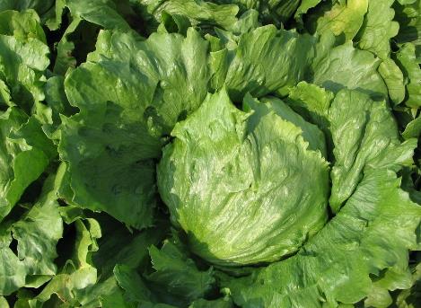 吃生菜有什么好處?生菜的營養價值,生菜的功效與作用