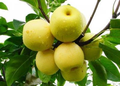 秋天多吃梨有什么好處？吃梨有哪些注意事項