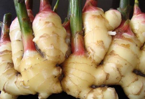 如何挑選新鮮的生姜?怎么辨別姜的好壞