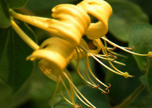 金銀花加蜂蜜搭配的效果-怎么緩解熱結便秘?