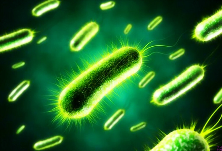 日常生活中，哪些食物含有益生菌？