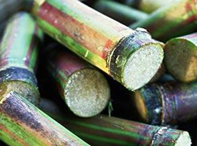 吃了發霉甘蔗中毒怎么辦？甘蔗怎么吃才健康