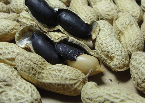 黑皮花生真的都是染色的嗎？怎樣識(shí)別染色黑花生