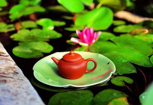 怎么喝荷葉茶才能健康減肥?