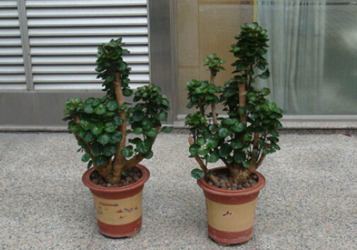 福祿桐對(duì)環(huán)境的影響-福祿桐的風(fēng)水作用