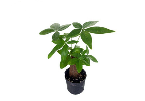 發(fā)財(cái)樹對家居環(huán)境的影響-發(fā)財(cái)樹與家居風(fēng)格的搭配