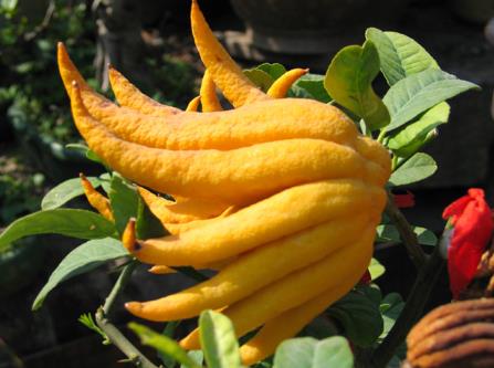 佛手怎么做好吃?佛手的做法大全