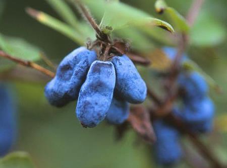 藍靛果怎么吃？吃藍靛果的注意事項