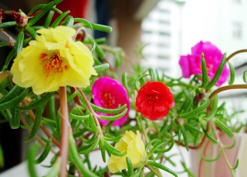 半支蓮對(duì)家居環(huán)境的影響-半支蓮的風(fēng)水學(xué)應(yīng)用