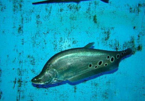 七星刀魚的風(fēng)水學(xué)應(yīng)用-七星刀魚的魚缸擺放位置