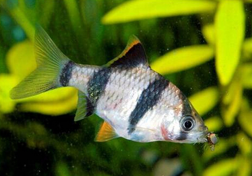 虎皮魚的風水學應用-虎皮魚的魚缸擺放位置