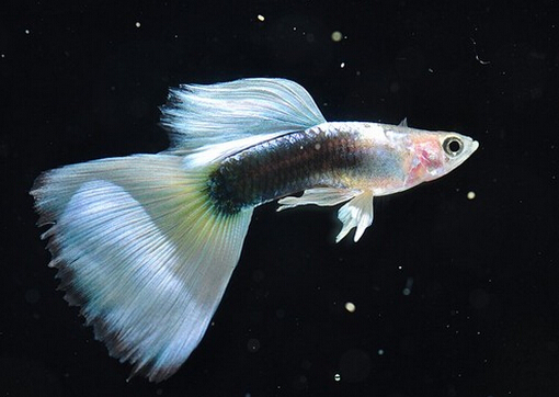 鳳尾魚的品種介紹-鳳尾魚的魚缸擺放位置