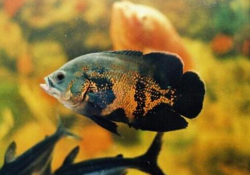 地圖魚的風水學應用-地圖魚的魚缸擺放位置