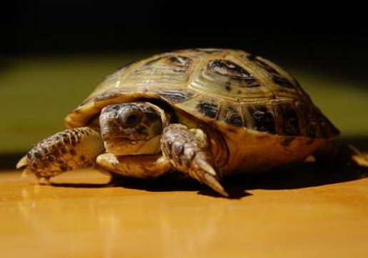 烏龜怎么分公母?烏龜?shù)姆N類