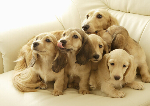 怎么給狗狗喂藥?小狗如何喂藥?