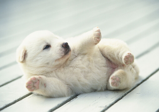 小狗咳嗽怎么回事?小狗發燒的癥狀