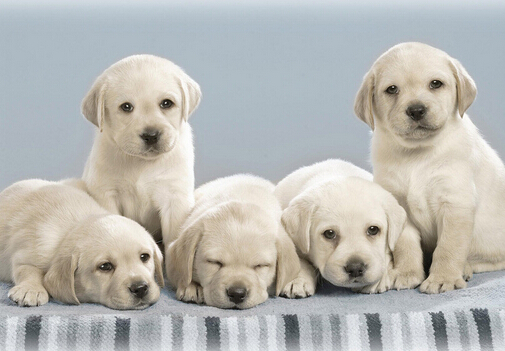 小狗吃什么最好?小狗吃多了怎么辦?