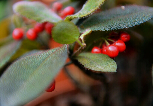 虎舌紅與家居風(fēng)格的搭配-虎舌紅的風(fēng)水學(xué)應(yīng)用