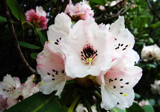 洋石楠的風(fēng)水學(xué)應(yīng)用-洋石楠在家居中的作用