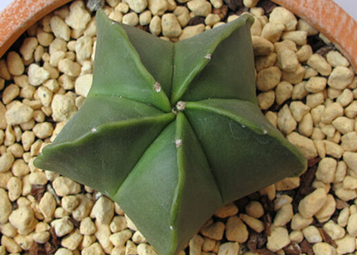 鸞鳳玉的風(fēng)水學(xué)應(yīng)用-鸞鳳玉的養(yǎng)殖方法