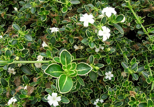 六月雪的風水學應(yīng)用-六月雪在家居中的作用