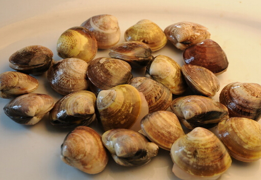 文蛤的營養(yǎng)價(jià)值-文蛤的做法