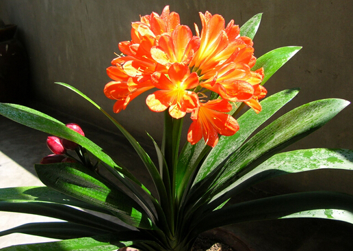 君子蘭對(duì)家居環(huán)境的作用-君子蘭的風(fēng)水學(xué)應(yīng)用