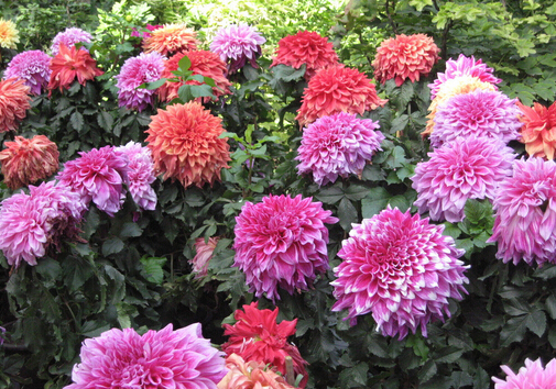 大麗花對家居環(huán)境的影響-大麗花與家居風(fēng)格的搭配