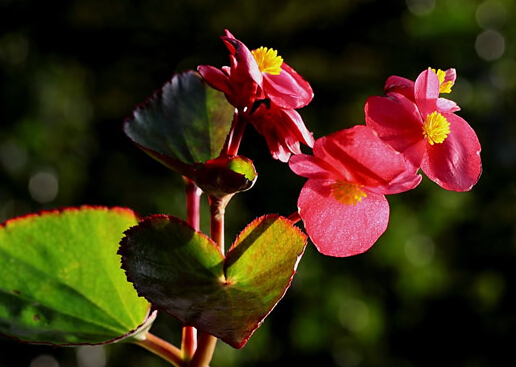 秋海棠與家居風(fēng)格的搭配-秋海棠在家居中的作用