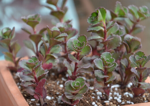 小球玫瑰與家居風(fēng)格的搭配-小球玫瑰的風(fēng)水學(xué)應(yīng)用