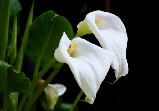 馬蹄蓮對(duì)家居環(huán)境的影響-馬蹄蓮的風(fēng)水學(xué)應(yīng)用