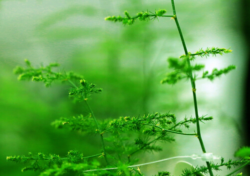 文竹葉子發黃怎么辦-文竹怎么養？