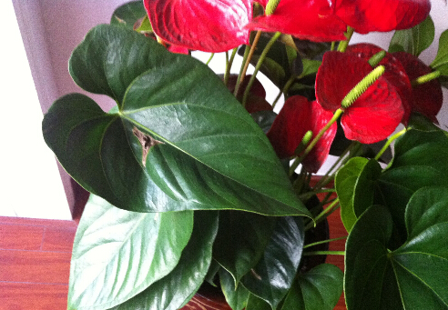 紅掌葉子發黃是什么原因?紅掌的養殖方法