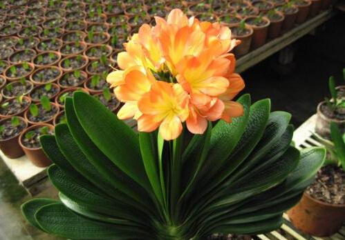 君子蘭葉子發黃的原因-君子蘭爛根怎么辦？