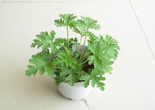 驅蚊草是什么?驅蚊草怎么養?