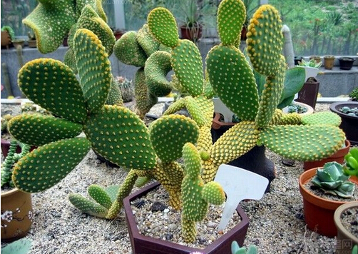 仙人掌怎么養?仙人掌養殖的注意事項