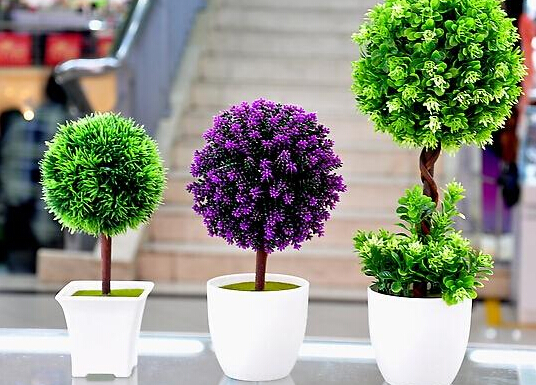 家里養(yǎng)什么植物好？家里養(yǎng)什么花風水好？