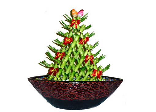 開運竹怎么養?開運竹養殖常見問題